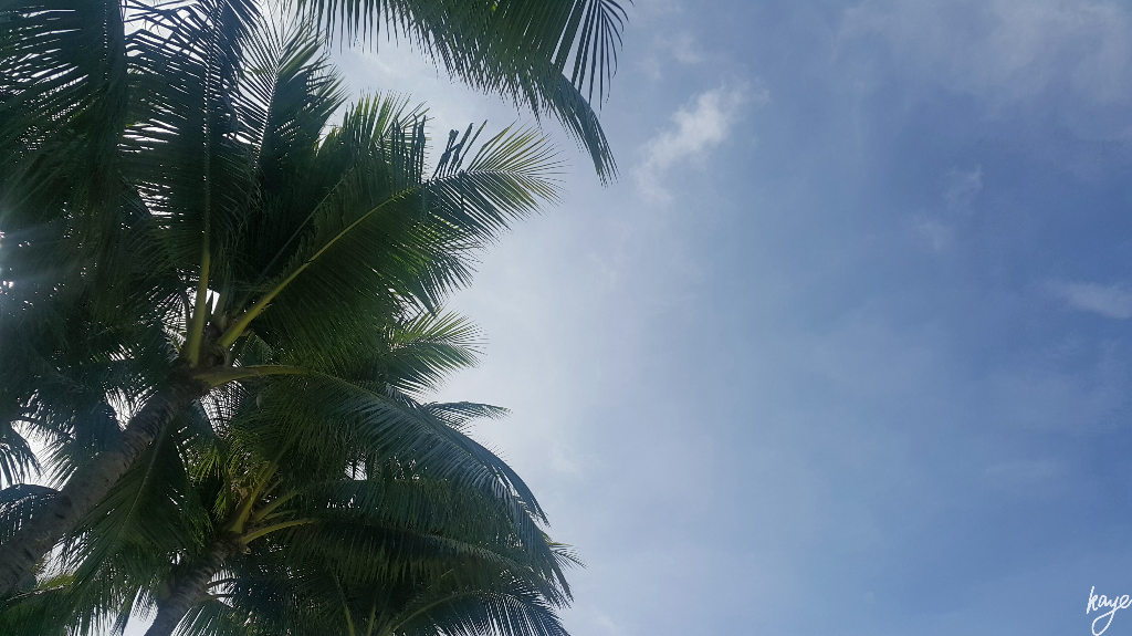 Coconut Trees and Blue Skies