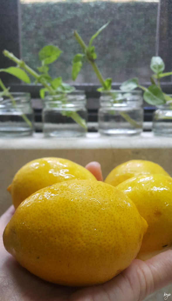 Lemons (and Basil cuttings in the background)