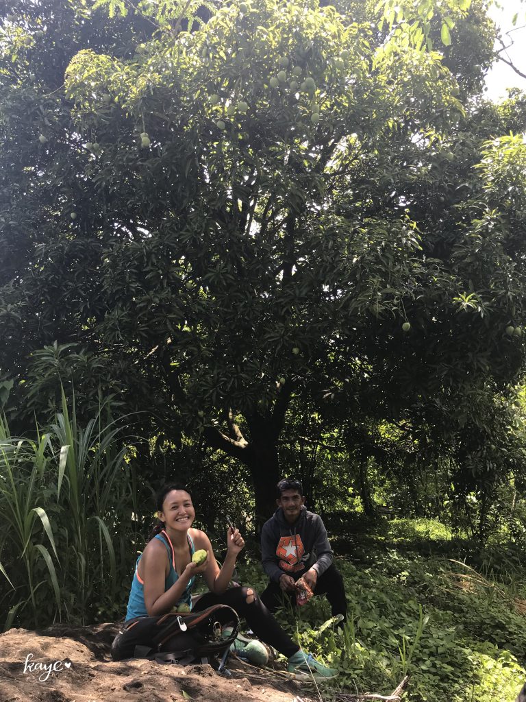 girl eating fresh mango from the tree