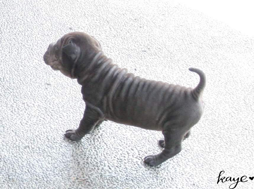 Black Sharpei puppy